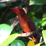 Ruddy-Kingfisher