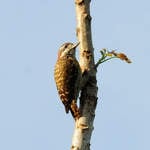 Sulawesi-Pygmy-Woodpecker