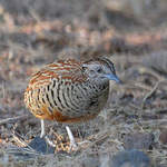 Barred-Buttonquail