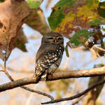 Forest-Owlet-4