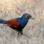 Greater-Coucal