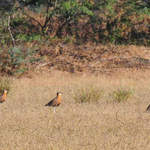 Indian-Coursers