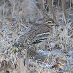 Indian-Stone-curlew