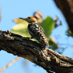 Yellow-crowned-Woodpecker