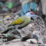 Grey-faced-Woodpecker