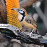 Greater-Necklaced-Laughingthrush