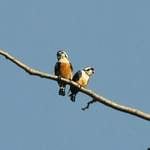 Black-thighed-Falconet