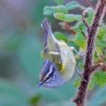 Ashy-throated-Leaf-warbler