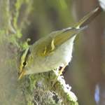 Blyth's-Leaf-warbler