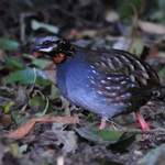 Rufous-throated-Hill-partridge-1