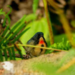 Fire-breasted-Flowerpecker