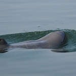 Irrawaddy-River-Dolphin-2