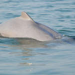 Irrawaddy-River-Dolphin