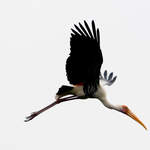 Painted-Stork