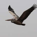 Spot-billed-Pelican-1