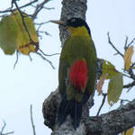 Black-headed-Woodpecker-4