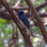 Hainan-Blue-Flycatcher