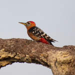 Rufous-bellied-Woodpecker