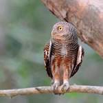 Asian-Barred-Owlet 2012