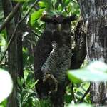 Barred-Eagle-owl-female-B