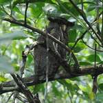 Barred-Eagle-owl-male-2