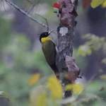 Black-headed-Woodpecker 2012