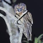 Brown-Wood-owl