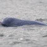 Irrawaddy-River-Dolphin-A 2012