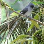 Long-tailed-Sibia