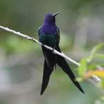 Swallow-tailed-Hummingbird3