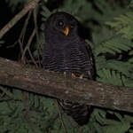 Black-banded-Owl-by-Steve-Bird