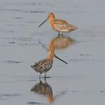 Asiatic-Dowitcher-1