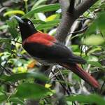 Red-Oriole-A