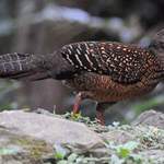 Swinhoe's-Pheasant-(female)