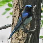 Blue-and-white-Flycatcher