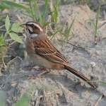 Meadow-Bunting