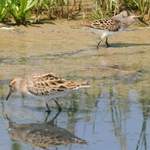 Long-toed-Stint-and-Sharp-tailed-Sand