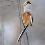 Reed-Parrotbill-by Nick Bray