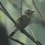 Brown-chested-Jungle-flycatcher