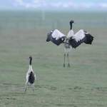Black-necked-Crane-7
