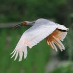 Crested-Ibis-2012